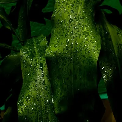 Green leaves covered in water droplets