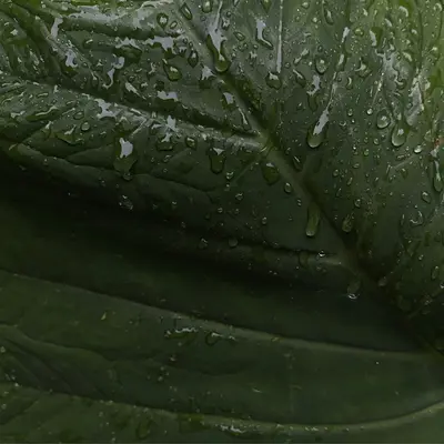 Salad Bush plant