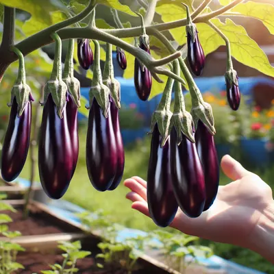 Japanese Long Purple eggplant variety
