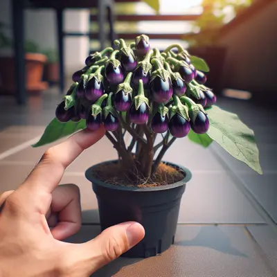 Little Fingers growing in a garden