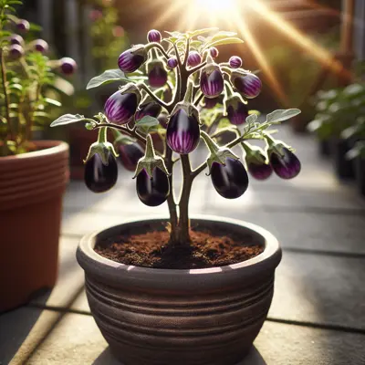 Slim Jim growing in a garden