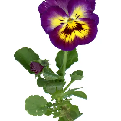 Aalsmeer King Size Mix flower variety