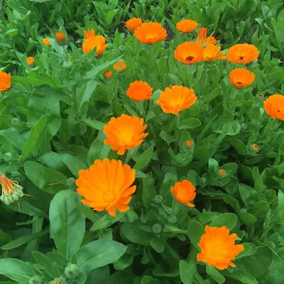 Alpha flower variety