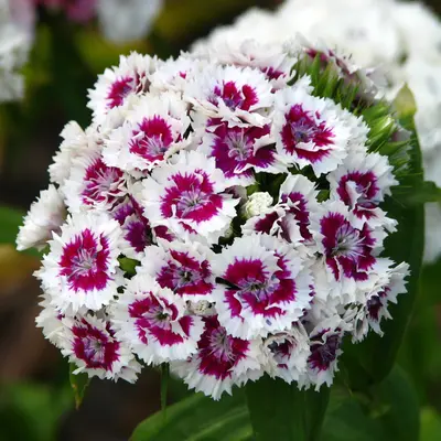 Amazon™ Rose Magic flower variety