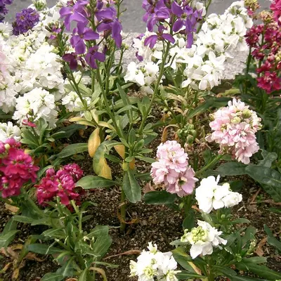 Antique Pink flower variety