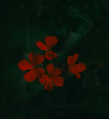 Arena III Red flower variety