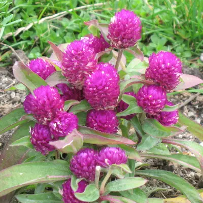 Audray Mix flower variety