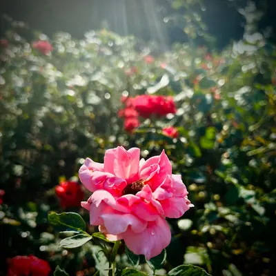 Audray Pink flower variety