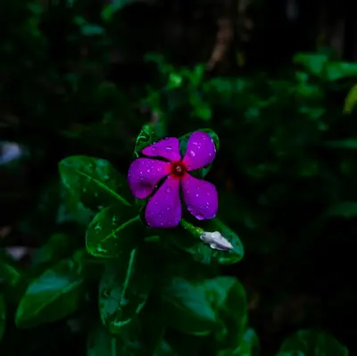 Audray Purple-Red flower variety