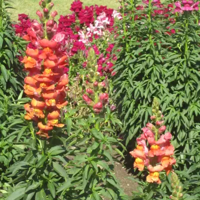 Avignon Deep Rose II flower variety