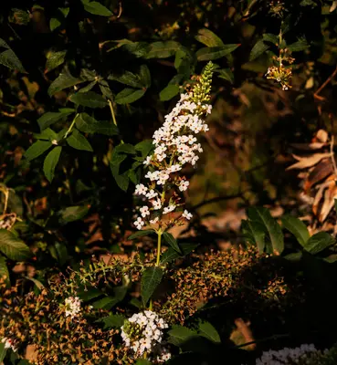 Avignon Ivory II flower variety