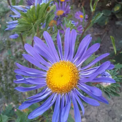 Azumi XL Blue flower variety