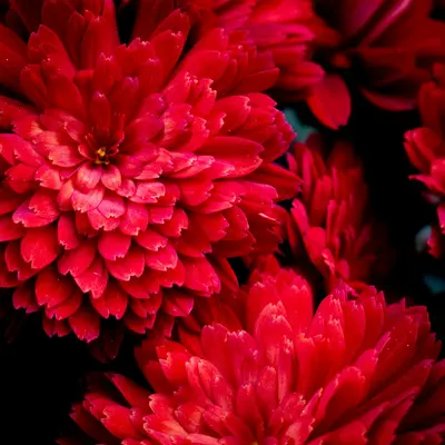 Azumi XL Red flower variety