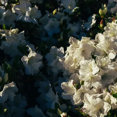 Azumi XL White flower variety
