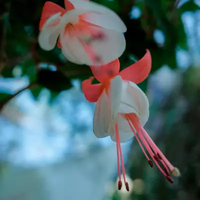 Ballerina flower variety