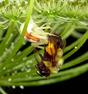 A crab spider preys on a bumblebee on a plant.
