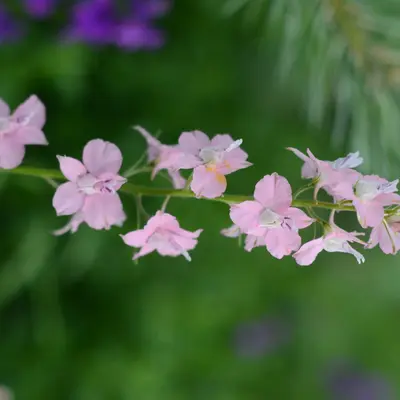Belladonna Mix flower variety