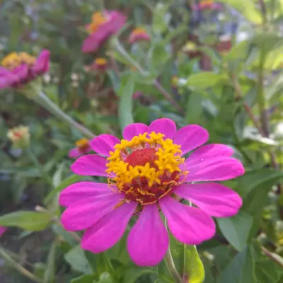 Benary's Giant Bright Pink flower variety