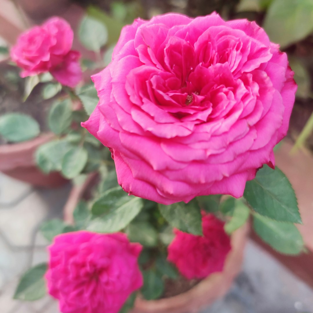 Benary's Giant Carmine Rose flower variety