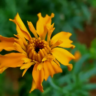 Benary's Giant Deep Red flower variety