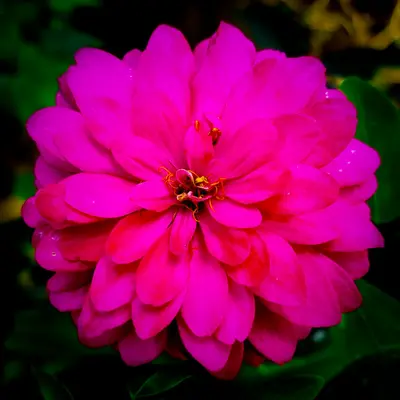 Benary's Giant Golden Yellow flower variety