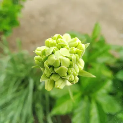 Benary's Giant Lime flower variety