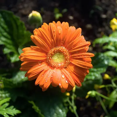 Benary's Giant Orange flower variety