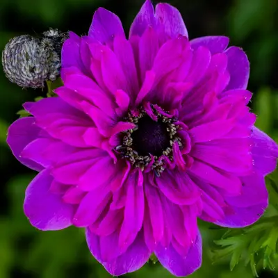 Benary's Giant Purple flower variety