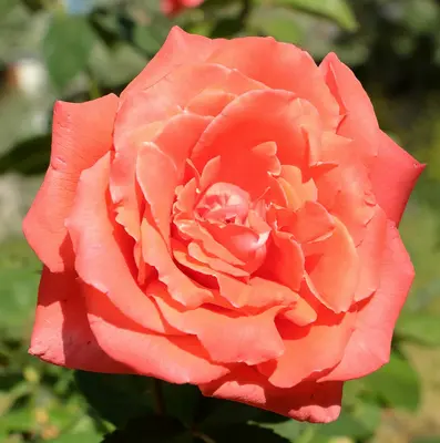 Benary's Giant Salmon Rose flower variety