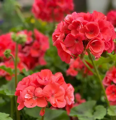 Benary's Giant Scarlet flower variety