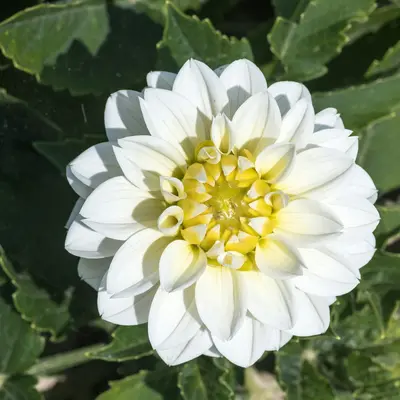 Benary's Giant White flower variety