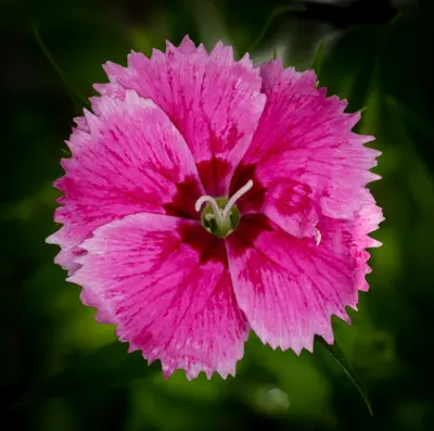 Benary's Giant Wine flower variety