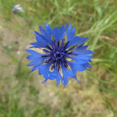 Black Button flower variety