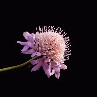 Black Knight flower variety