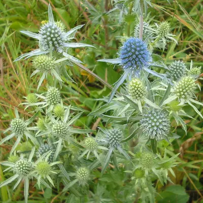 Blue Glitter flower variety