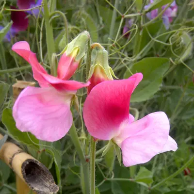 Blue Ripple flower variety