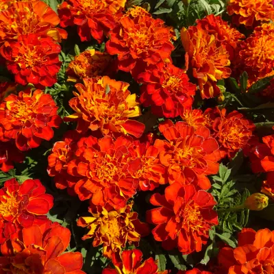 Bonanza™ Bee flower variety
