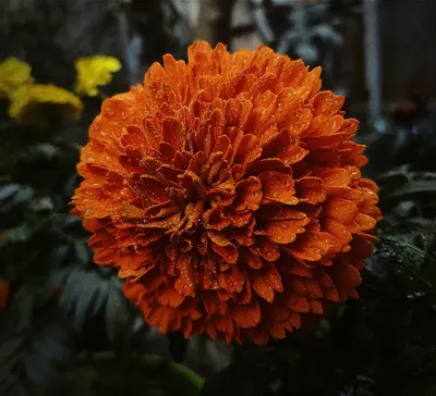 Bonanza™ Deep Orange flower variety