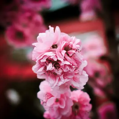 Bridal Pink flower variety