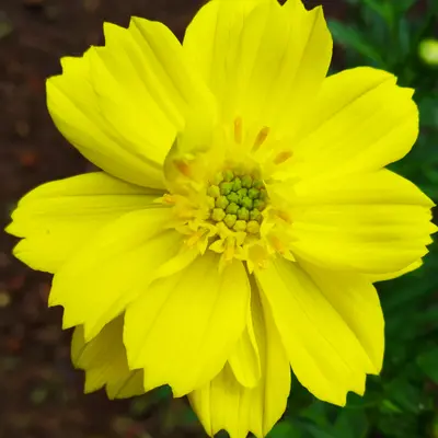 Bright Lights flower variety