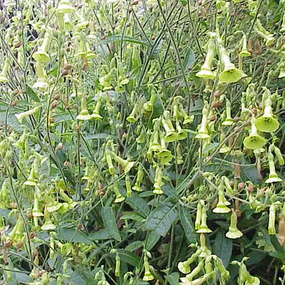 Bronze Queen flower variety