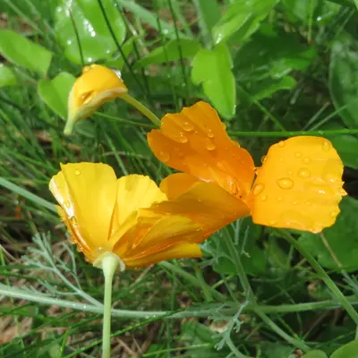California Poppy flower variety