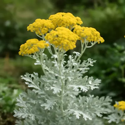 Candicans flower variety