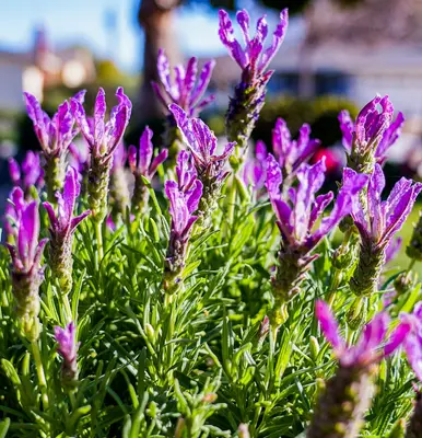 Cannes Lavender II-III flower variety