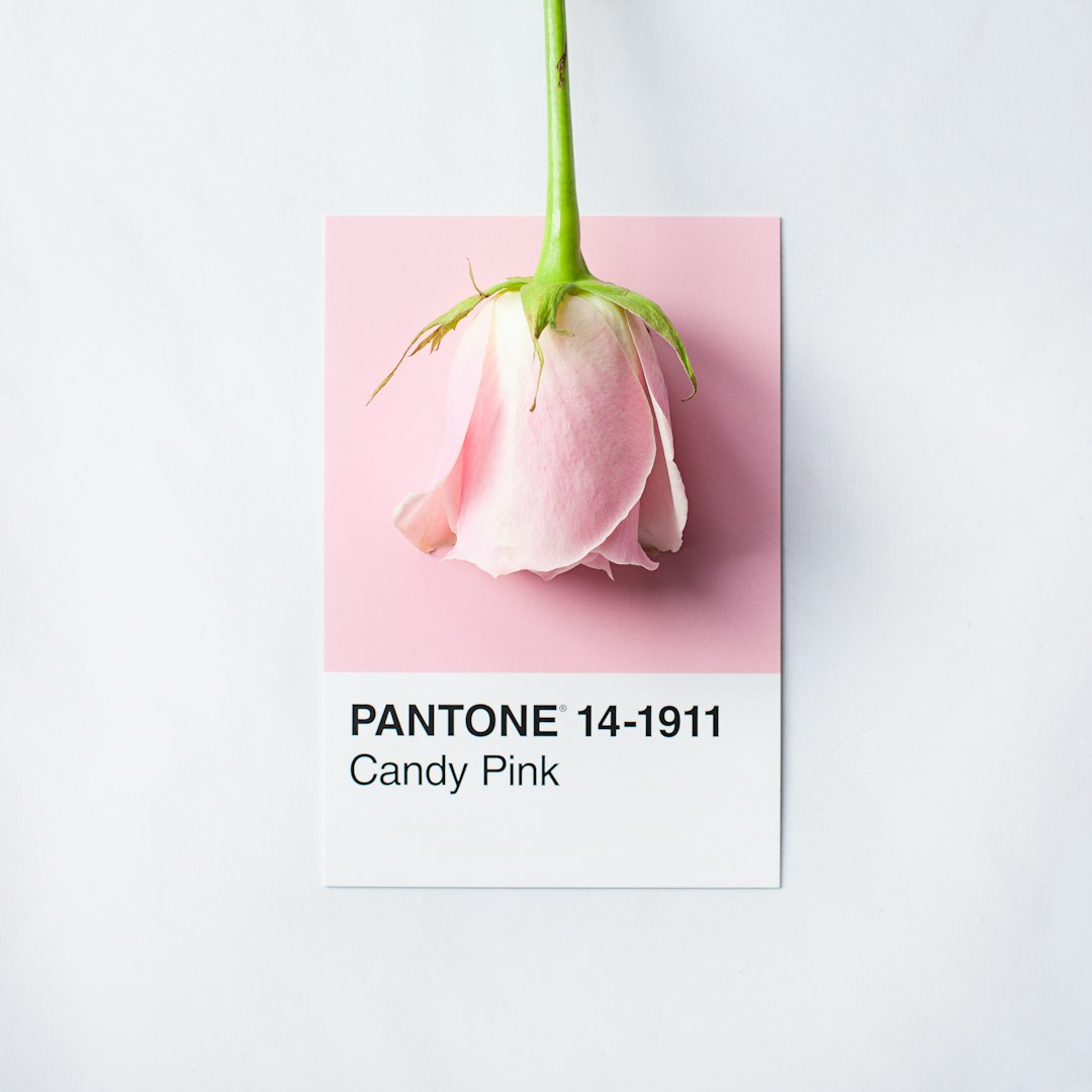 Cannes Pink II-III flower variety