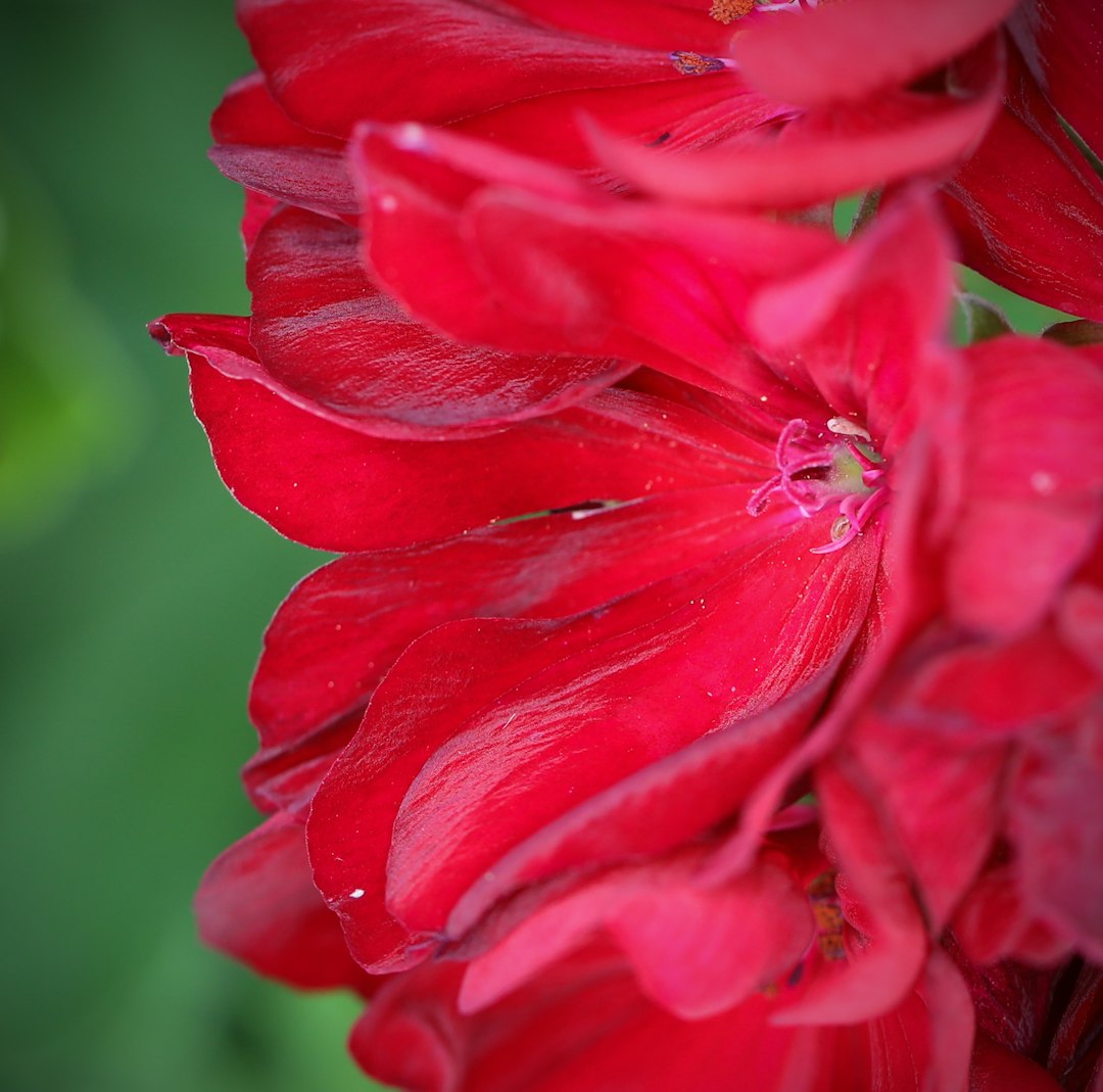 Cannes Red II-III flower variety