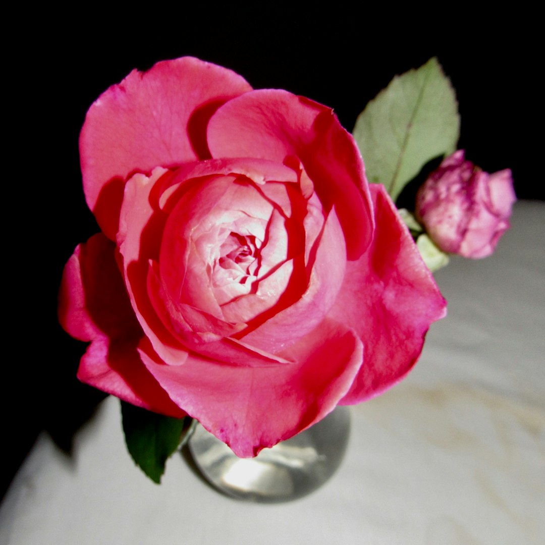 Cannes Rose II-III flower variety