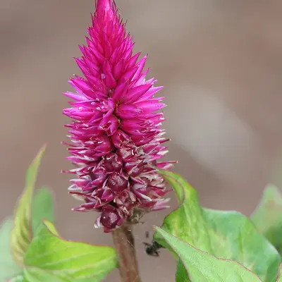 Celway™ Purple flower variety