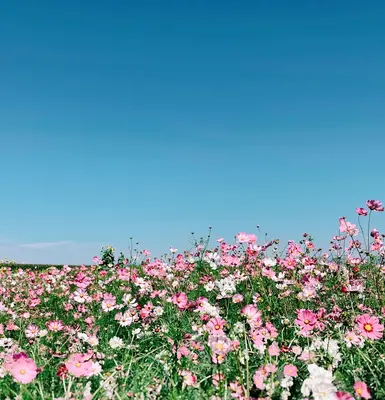 Celway™ Red flower variety