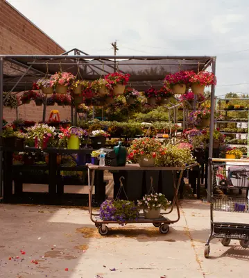 Celway™ White flower variety